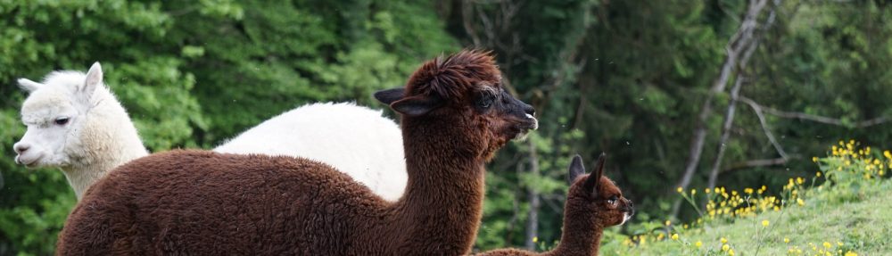 sunnostri-alpaka